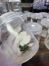TISSUE CULTURE MADE EASY Multip Media 200mL Jar w/40ml agar MULTIPLY RARE PLANTS picture