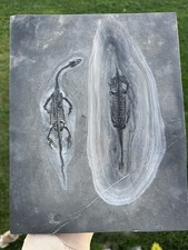 Huge All Natural Double Keichousaurus Mortality Plate - Fossil Keichousaurus picture