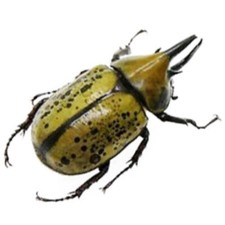 Dynastes tityus MALE hercules beetle Indiana USA picture
