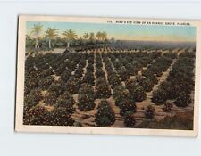 Postcard Bird's Eye View of an Orange Grove Florida USA picture