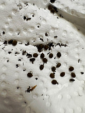 Carausius morosus *Indian Stick Insect* EGGS 15ct picture
