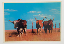 Famous Texas Longhorns Corpus Christi Texas Postcard Unposted picture