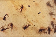 Large Swarm of Fungus Gnats, Fossil Insect Inclusions in Burmese Amber picture