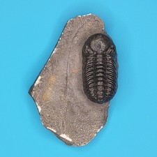 Phacops Rana Fossil Trilobite Atlas Mountains Morocco Professionally Prepared #4 picture