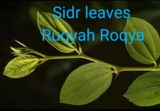  dried Sidr leaves,lote Leaves Ruqyah, Roqya, Destroy Magic and Evil Eye, 4 oz. picture