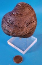 10 Ounces Wyoming River Polished Stramatolite w/ DISPLAY STAND picture