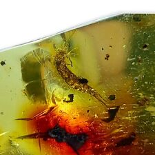 Mexican Amber Silverfish Insect | Rare Find, Outstanding Quality, Truly Astonish picture
