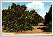 Orange Grove San Joaquin Valley California Vintage Posted 1986 Postcard picture