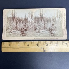 Mt. Saddleback Stereoview Underwood & Underwood 1900 British Columbia Canada picture