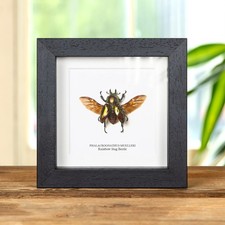 Female Rainbow Stag Beetle With Wings Spread In Box Frame (Phalacrognathus muell picture