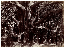 India, Nature Study, Ancient Banyan Tree Vintage Albumen Print Albumin Print picture