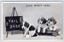 c1915 Look Who's Here Vintage Puppy Dog Postcard picture