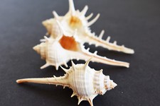 12 Beautiful Unique Murex Turnispina Shells 2