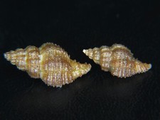 MUREX