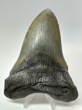Megalodon Shark Tooth 5.01” Huge - Authentic Fossil - Carolina 18167 picture
