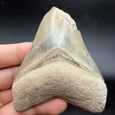 RARE Colorful Megalodon SHARK TOOTH Fossil 3.45” FEEDING DAMAGE picture
