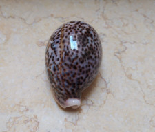 F cypraea pantherina super glossy red sea shell 84.6mm F++++ very great COLOR picture