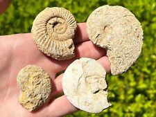France Fossil Ammonites LOT OF 4 NICE Middle Jurassic Age French Fossils picture