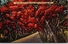 Caguas Puerto Rico Beautiful Flamboyants Flowers Lining Military Road Postcard picture