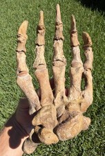 Ice Age XL Wide Fossil Cave Bear Paw (Ursus spelaeus) from Russia picture