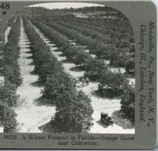 FLORIDA, Clearwater, Orange Groves--Keystone Scenic America Stereoview #48 picture