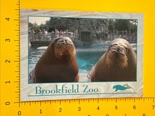 1993 Postcard Walrus at Brookfield Zoo Chicago Illinois Postcard picture
