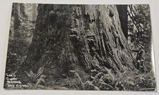 Vintage RPPC Lee's Giant Redwood 890  Patterson Photo 1920's picture