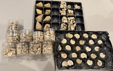 LOT OF 100's France NICE Middle Jurassic Fossil Ammonites Perisphinctes + More picture