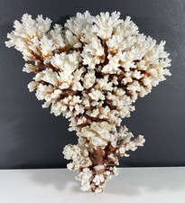Natural Brownstem Knob Horned Raspberry Coral Pocillopora picture