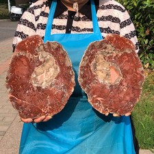 2pcs 6.66LB Natural Petrified Wood Crystal Fossil Slice Shape Specimen Healing picture