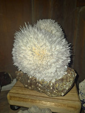 Modernite Rare Collectors Show Case Piec3 picture
