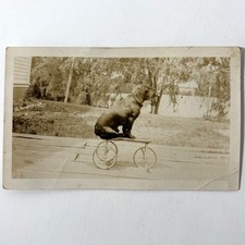 Antique Cabinet Card Photo Dog Riding Toy Tricycle Vintage Circus Animal Act picture