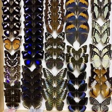 20 Real Butterfly Specimens Spread Wings Random Mixed Species DIY A1-A- picture