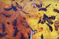 Large swarm of Coleoptera (Beetles), Fossil inclusion in Burmese Amber picture