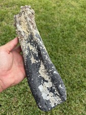 HUGE ICE AGE MEGA FAUNA BONE FOSSIL VENICE FLORIDA SCUBA DIVER FIND picture