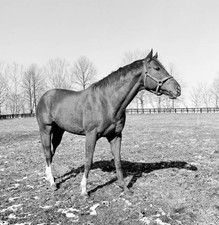 American thoroughbred Secretariat considered to be the greatest ra- Old Photo picture