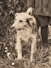 Antique c.1910 Boy & Dog Real Photo Postcard RPPC – Early 20th Century picture