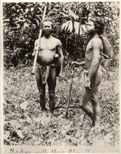 1880's SOUTH EAST ASIA MALAY NEGRITO INDIGENOUS SEMANG SAKAI WITH BLOW PIPES picture