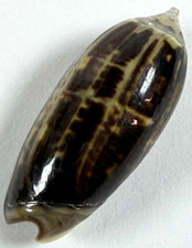 Olive Shell Oliva  f. tigridella 23.6mm Glossy dark patten IndoPacific Collector picture
