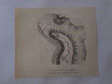 Plan of the Serpent Mound 1900 Ohio Krehbiel Map picture