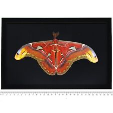 Attacus atlas male RESTING POSE BLACK BACKGROUND mimic moth Indonesia picture