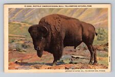 Yellowstone National Park, Buffalo, Series #21202 Vintage c1949 Postcard picture
