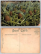 Vintage 1907 Miami FL Pineapple Isle Fruit Farm Postcard J.N. Chamberlain picture