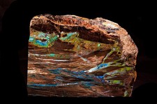 Polished Turkish Cola Petrified Wood picture