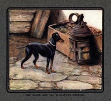 c1920 Antique Black and Tan Miniature Terrier Print English Toy Terrier 5009b picture