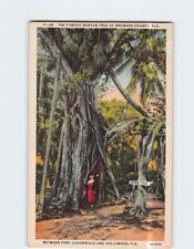 Postcard Famous Banyan Tree of Broward Country Florida USA picture