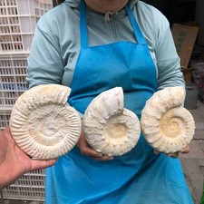 2pcs 6.71LB Natural Beautiful Ammonite Fossil Conch Crystal Specimen Healing picture