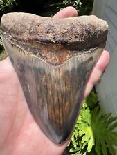 Stunning Indonesian Megladon Tooth 4.95” picture