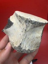 MUSEUM QUALITY DOLPHIN VERTEBRA FOSSIL - BACK BONE FOSSIL picture