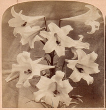 1895 Consider the Lilies.  Underwood  Stereoview Photo picture